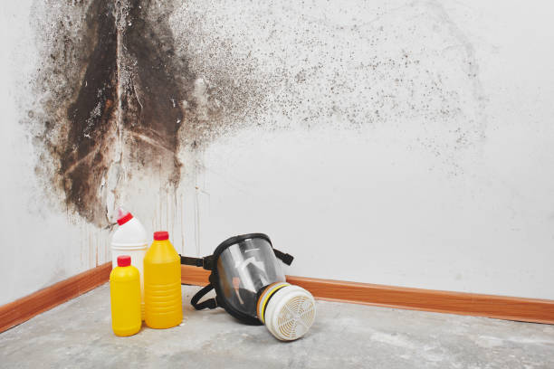 Best Commercial Mold Inspection  in Stanton, TX